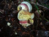 Boletus satanas image