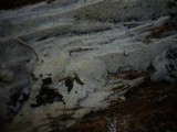 Botryobasidium subcoronatum image
