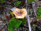 Hygrophorus boyeri image