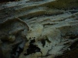 Botryobasidium subcoronatum image
