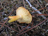 Hygrophorus boyeri image