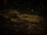 Radulomyces confluens image