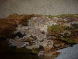 Clavulicium macounii image
