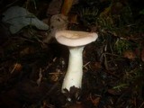 Infundibulicybe geotropa image