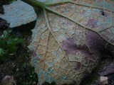 Coleosporium tussilaginis image
