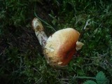 Cortinarius odorifer image