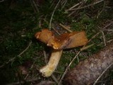 Cortinarius rubicundulus image