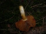 Cortinarius rubicundulus image