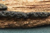 Nemania aenea image