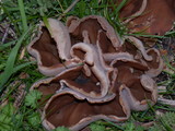 Peziza vesiculosa image