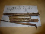 Epithele typhae image