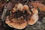 Lentinellus ursinus image