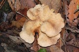 Lentinellus ursinus image