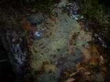 Cerocorticium sulfureoisabellinum image