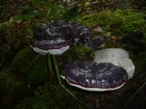 Ganoderma carnosum image