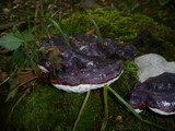 Ganoderma carnosum image