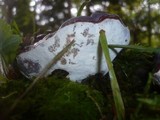 Ganoderma carnosum image