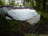 Ganoderma carnosum image