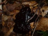 Ganoderma carnosum image