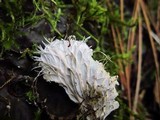 Peltigera membranacea image
