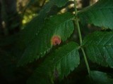 Gymnosporangium cornutum image