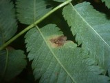 Gymnosporangium cornutum image