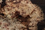Phlebiella christiansenii image