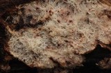 Phlebiella christiansenii image