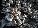 Leucoagaricus brunnescens image