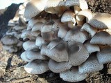 Leucoagaricus brunnescens image