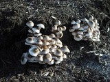 Leucoagaricus brunnescens image