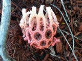 Clathrus crispus image