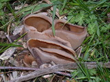 Peziza vesiculosa image