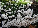 Ceratiomyxa fruticulosa var. fruticulosa image