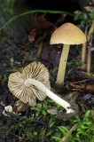 Inocybe straminipes image