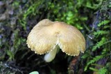 Inocybe straminipes image