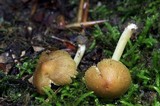 Inocybe straminipes image