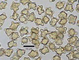 Inocybe straminipes image