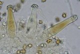 Inocybe straminipes image