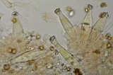Inocybe straminipes image