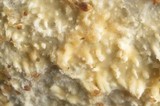 Hyphodontia spathulata image