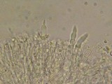 Hyphodontia spathulata image