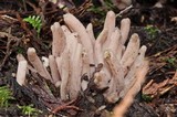 Clavaria fumosa image