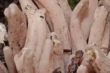Clavaria fumosa image