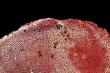 Fomitopsis cajanderi image