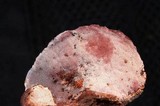 Fomitopsis cajanderi image