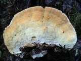 Trametes pubescens image