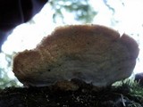 Trametes pubescens image