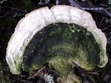 Trametes pubescens image