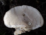 Trametes hirsuta image